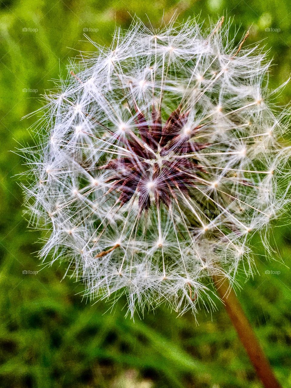 dandelion