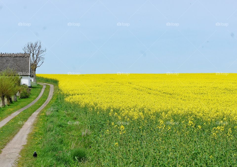 Countryside Skåne in May