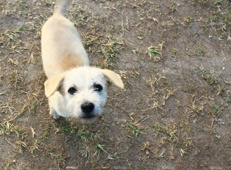 Puppy cute curious.