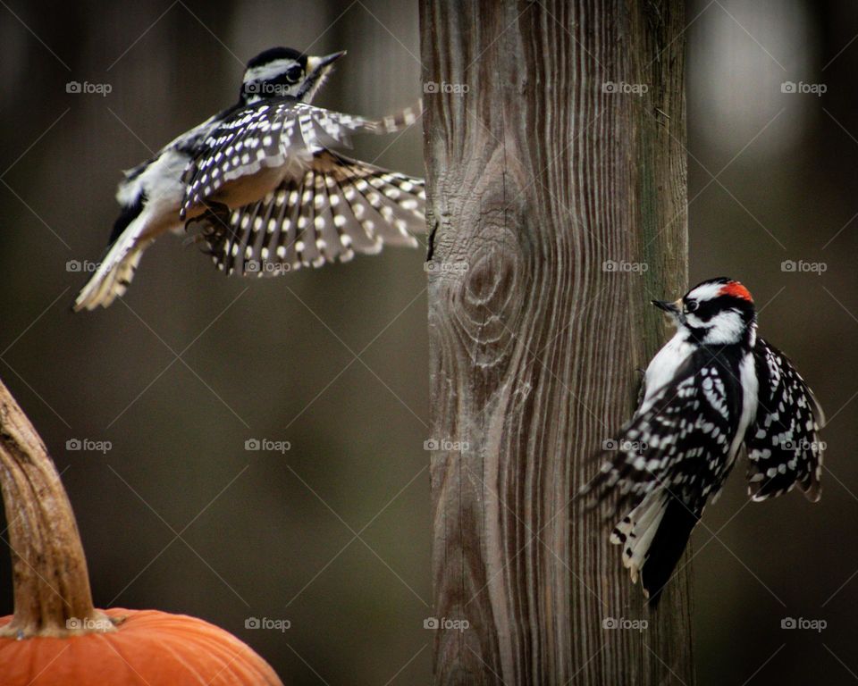 Female and Male Downy Woodpeckers finding a place to perch