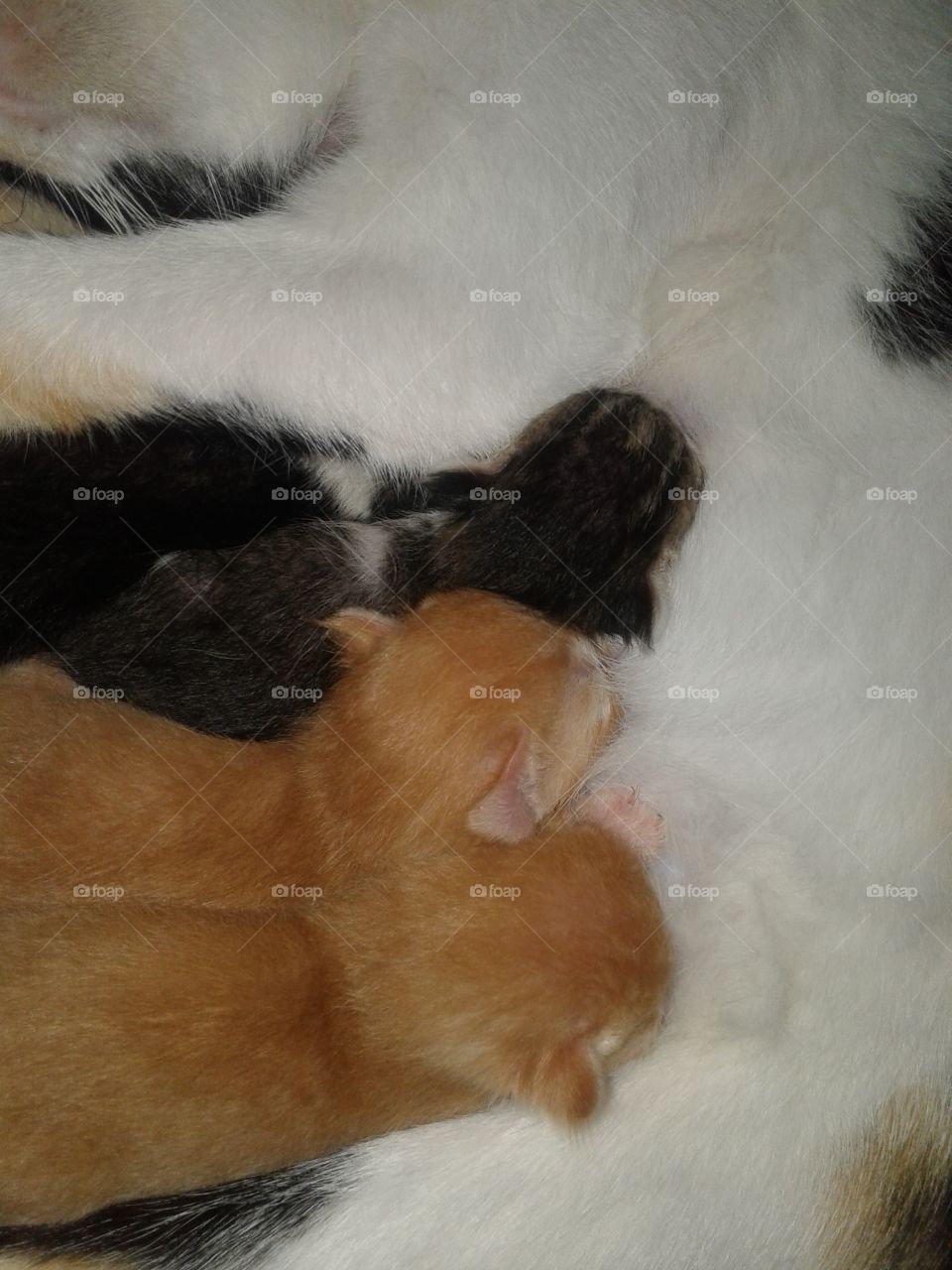 cat mothr feeding her babies