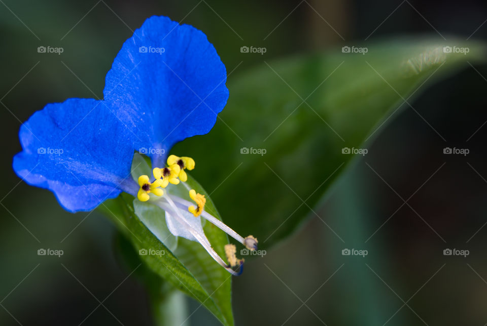 Blue Wild Flower