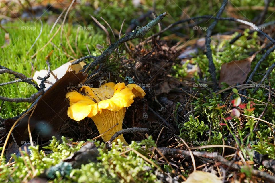 Mushroom in the forest