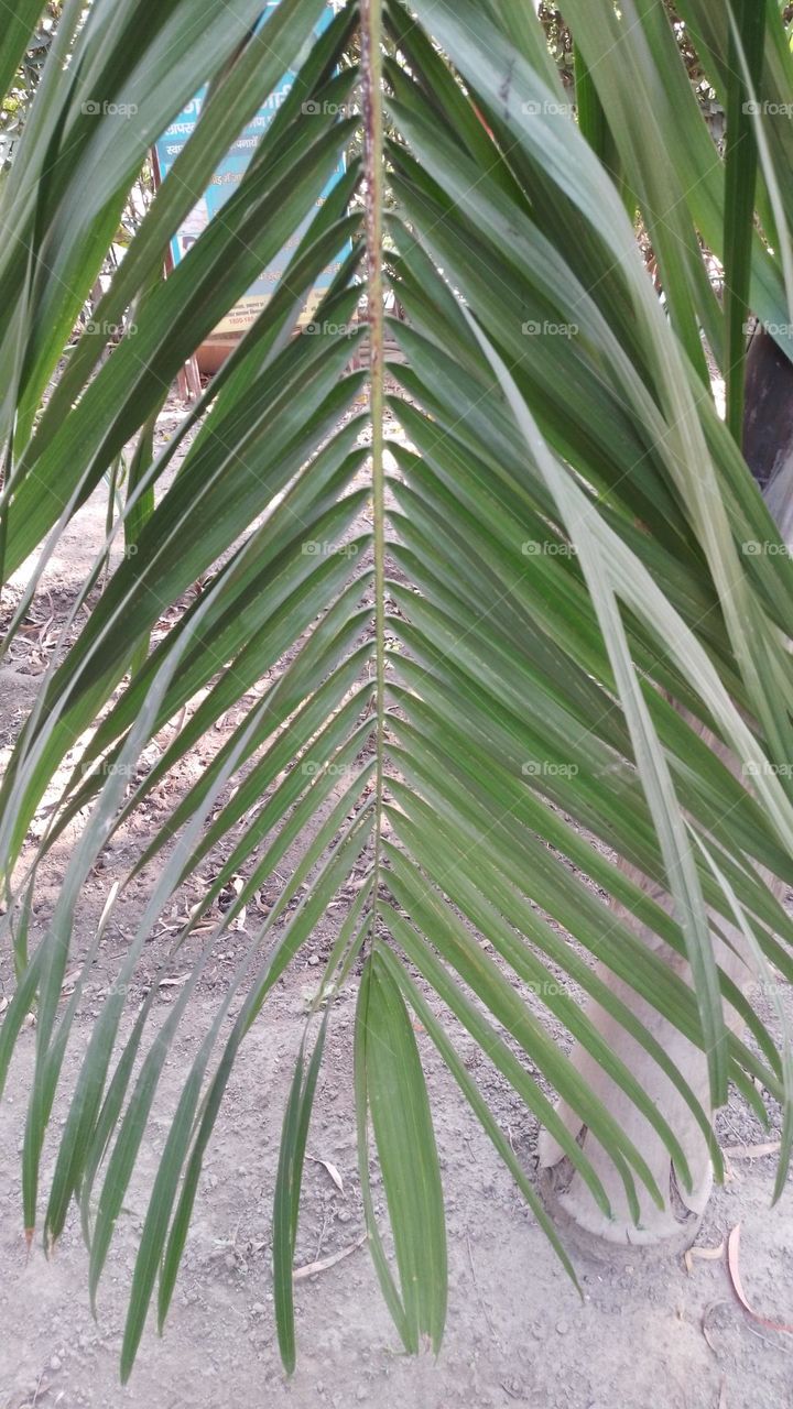 palm leaf