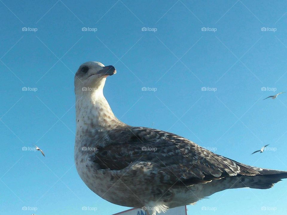 Beautiful seagull