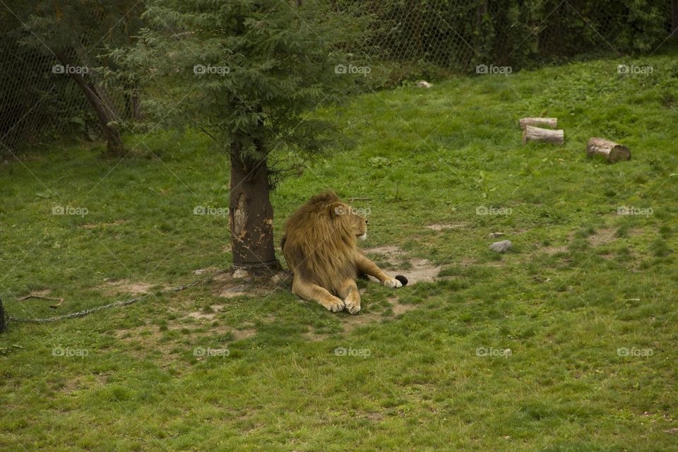 Lion in the shade of a tree