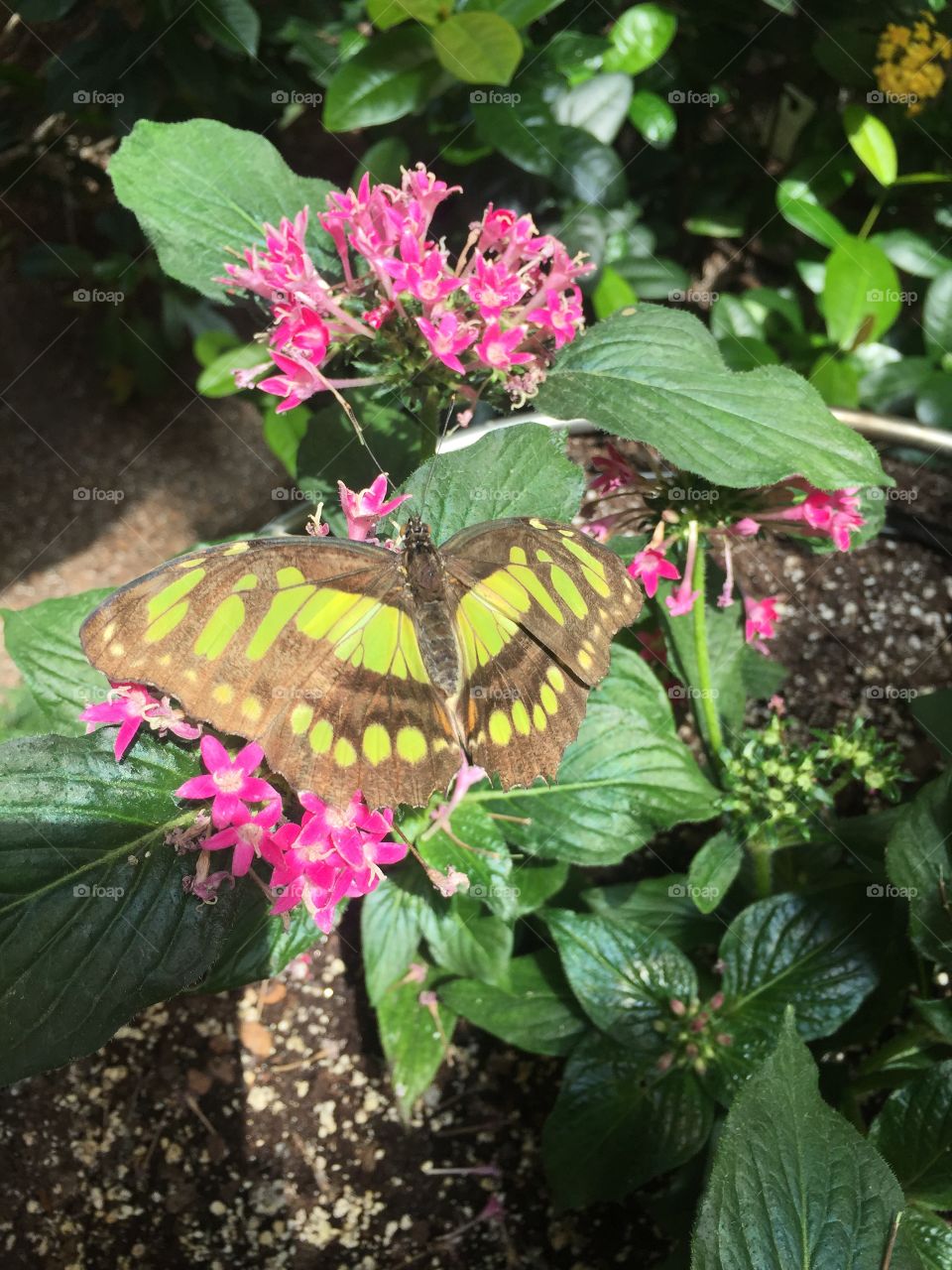 Unique colored butterfly