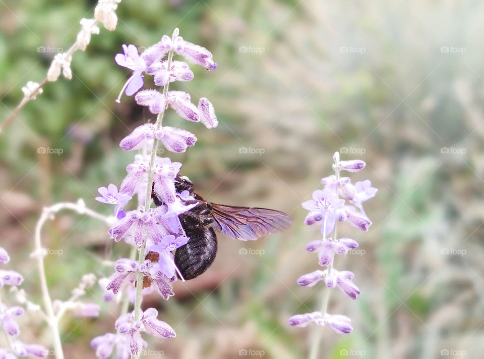 Fly from flower to flower