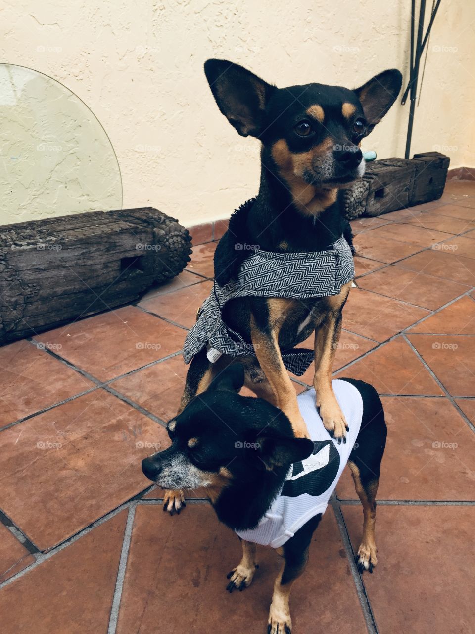 Chihuahua modelos