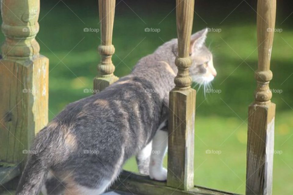 Beautiful cat looking off of the porch