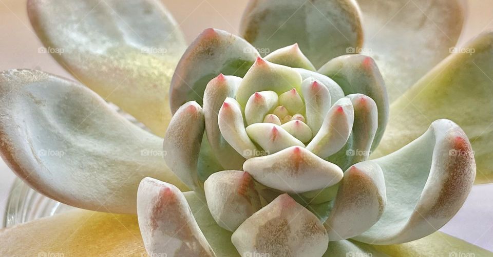 Backgrounds, copy space, beautiful succulent, Echeveria 