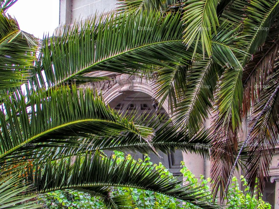 looking through the palm trees at the theater Half Dome in San Francisco California