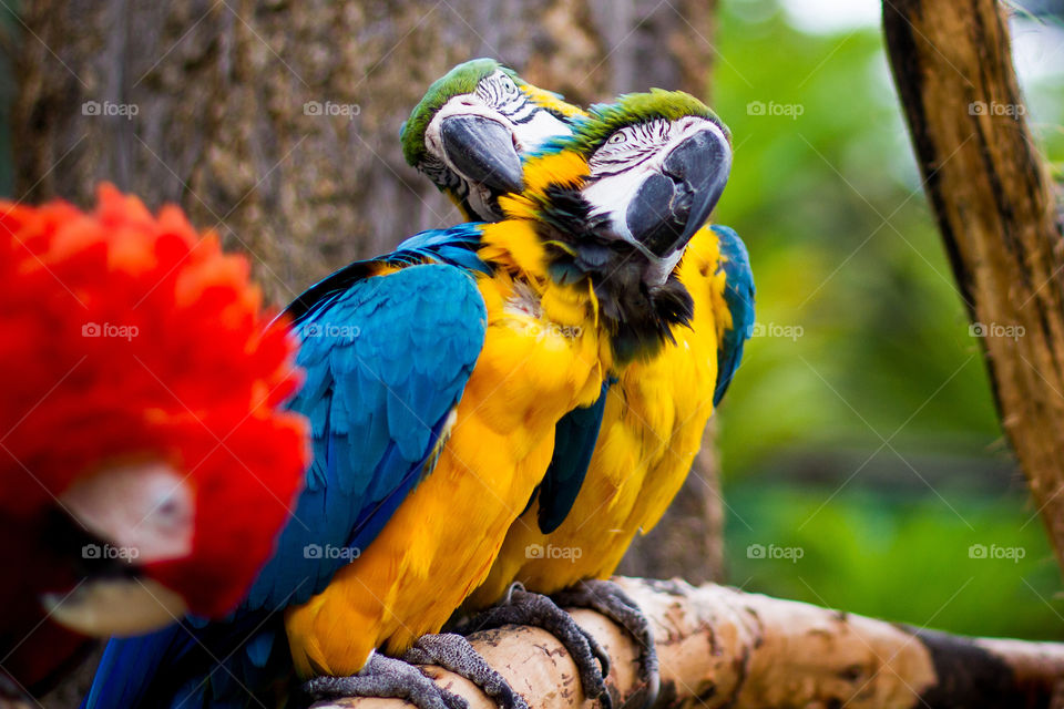 Colorful parrots on branch playing and loving - image of bright yellow and blue parrots