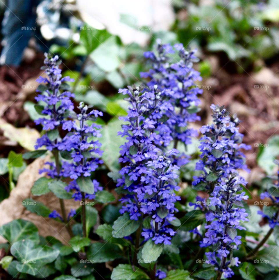 Ajuga