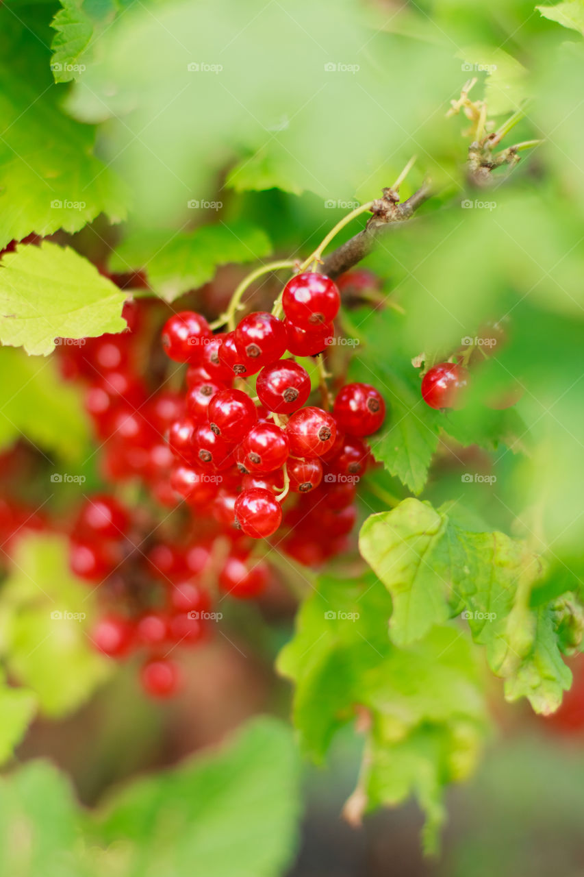 Red currant on tree