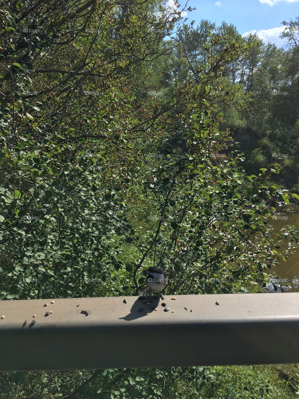 Tree, Nature, Wood, Bird, Outdoors