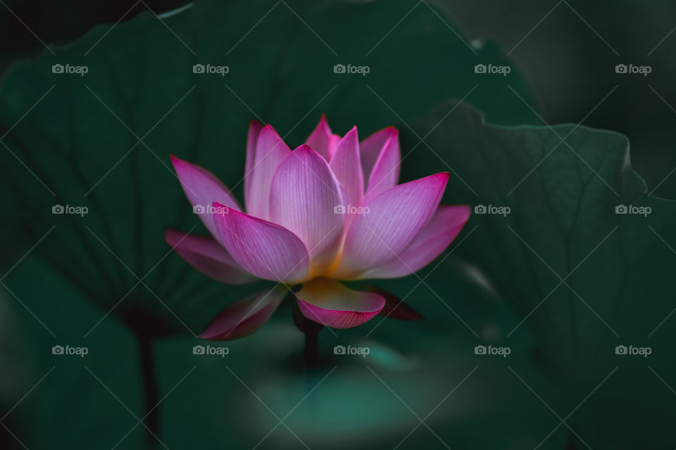 water lily charm in summer breeze