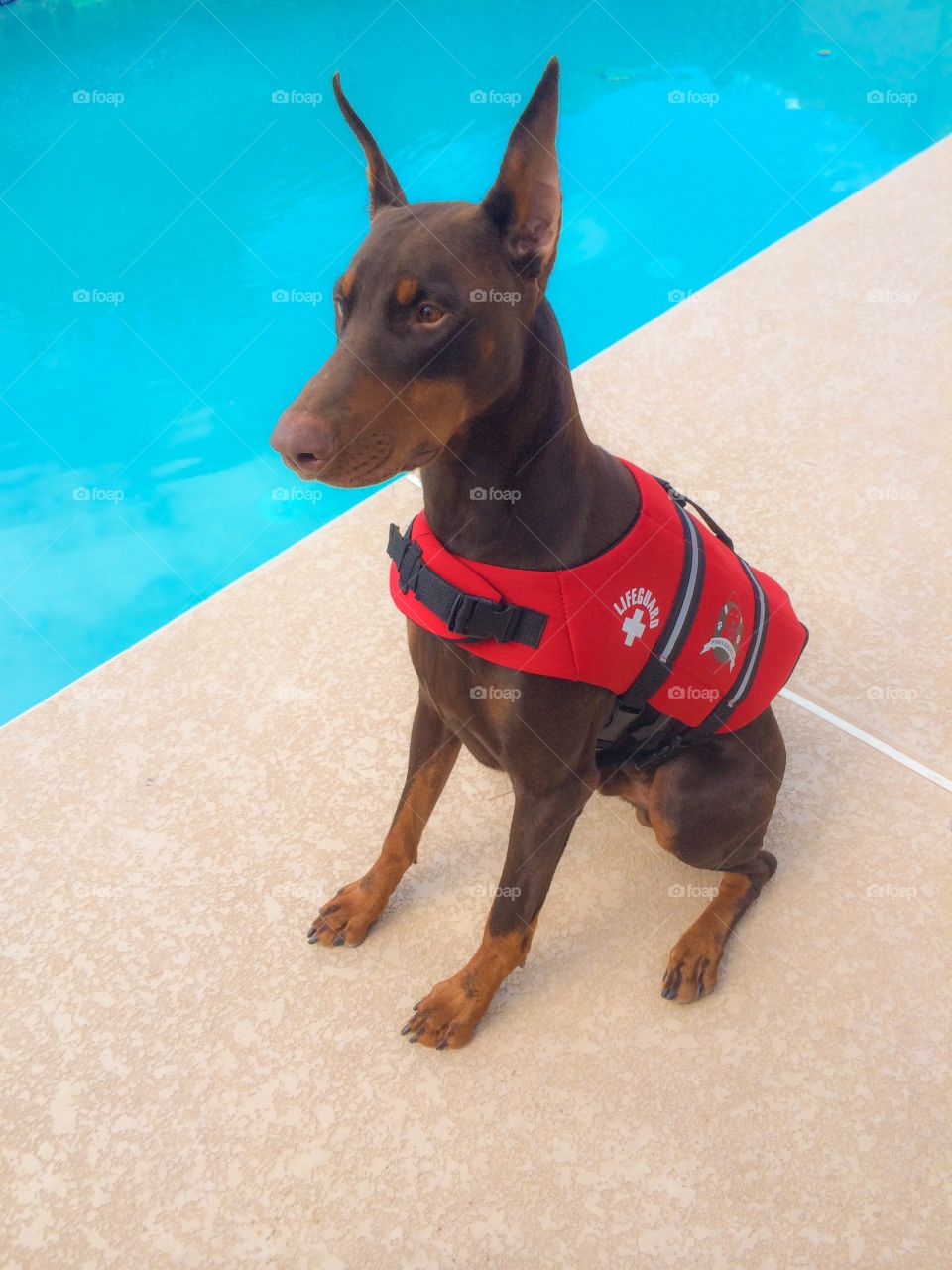 Pool guard dog!