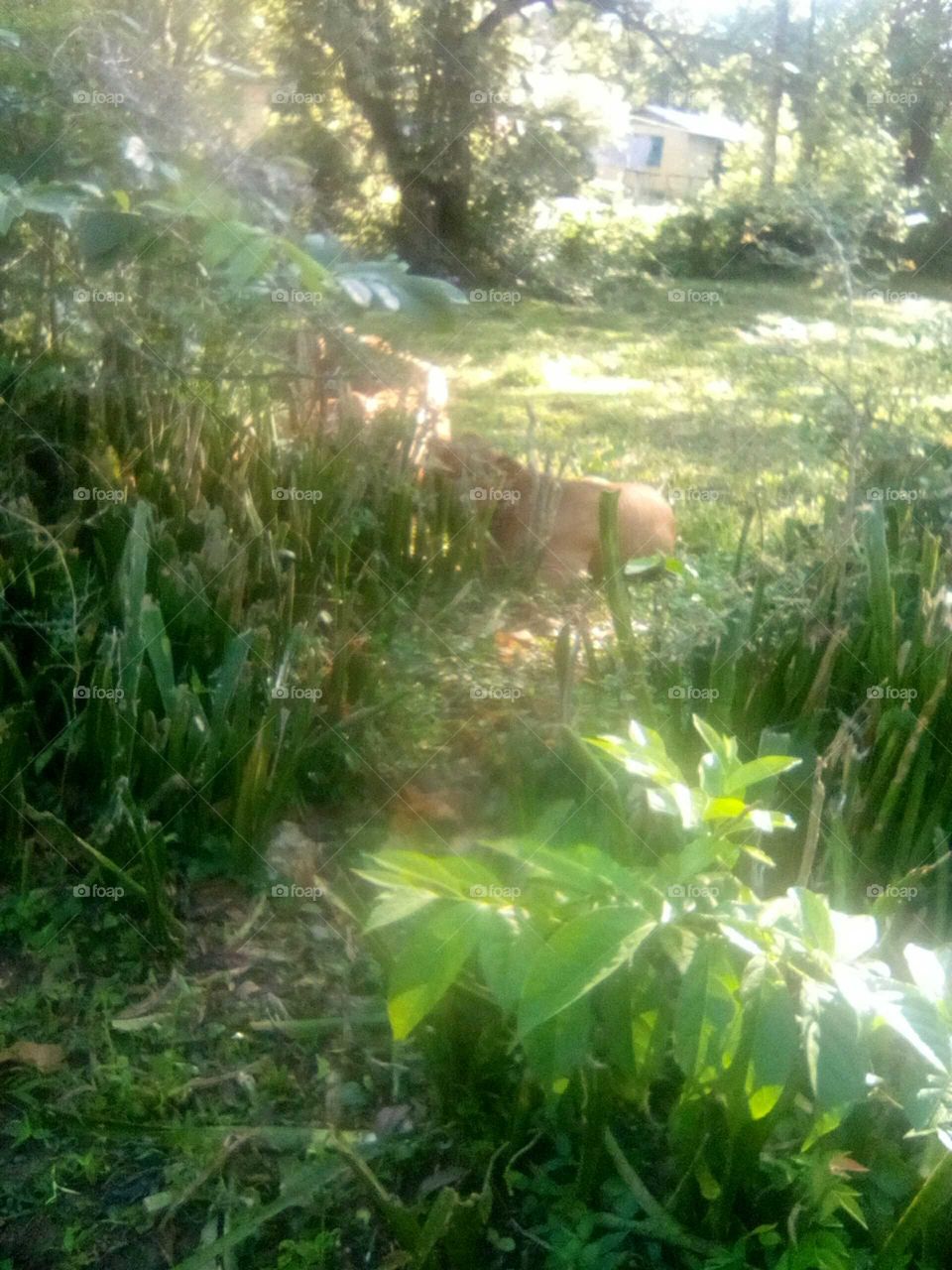 this picture is  a picture of a cow an is café Sleeping in the morning  but just looking how green turns is