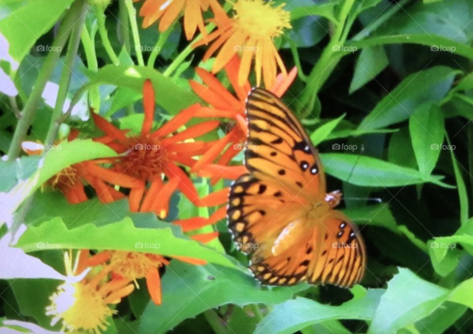 Orange butterfly on orange flowers