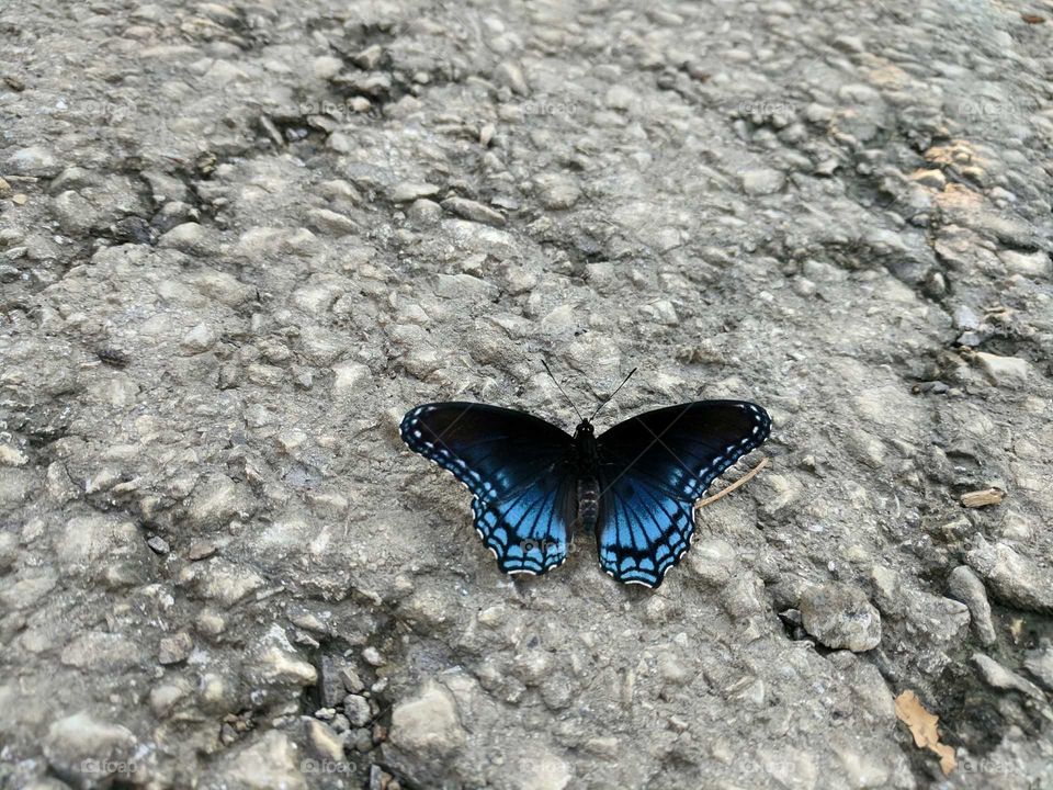 butterfly blue