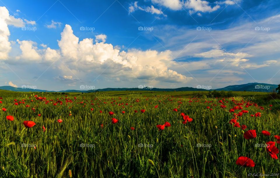 Poppies Field