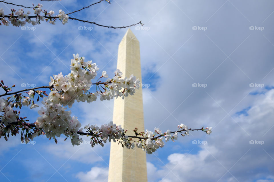 Washington monument with cherry blossoms 