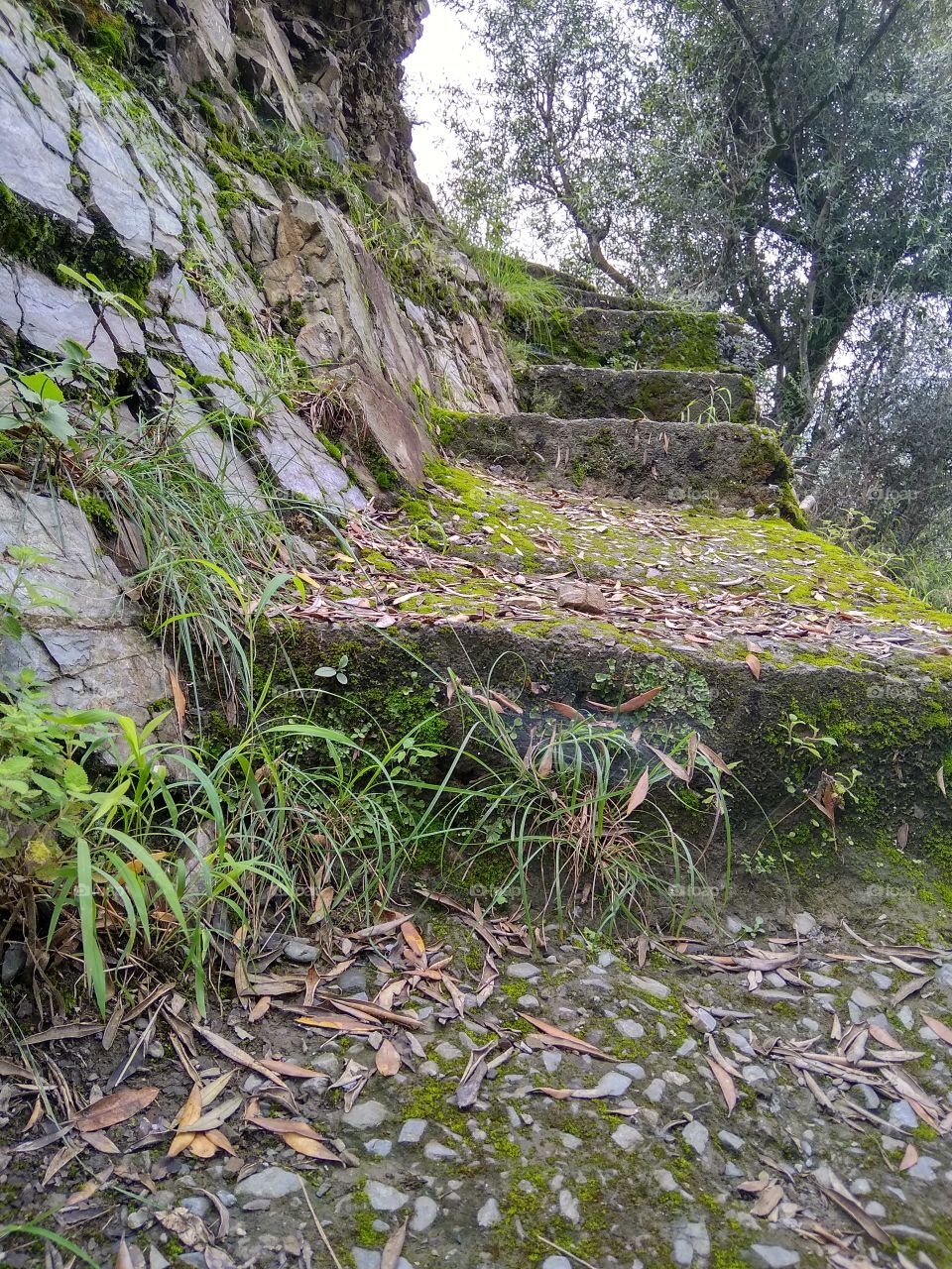 steps into rock