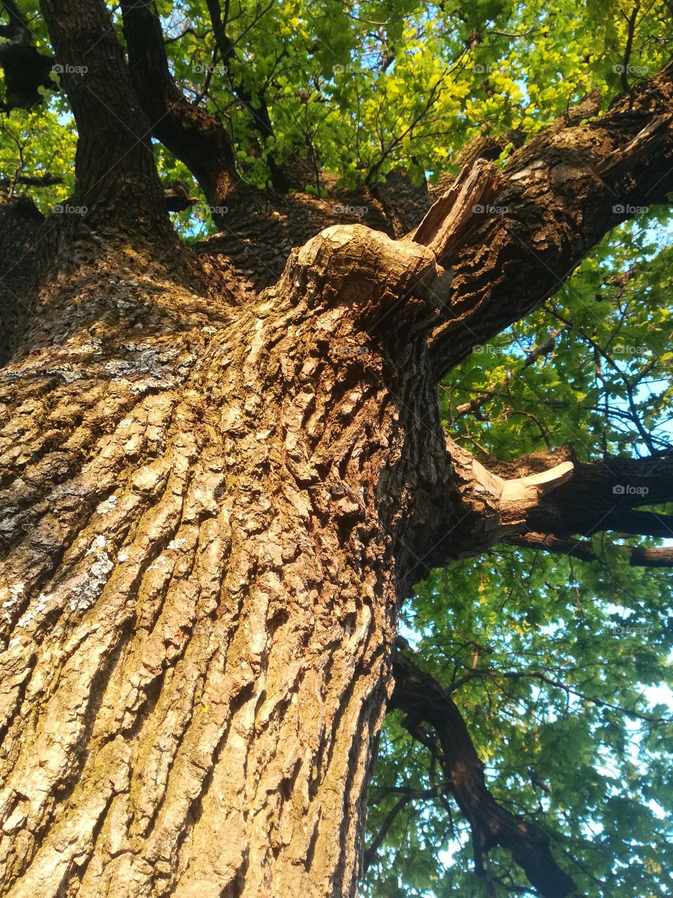 Tree skin
