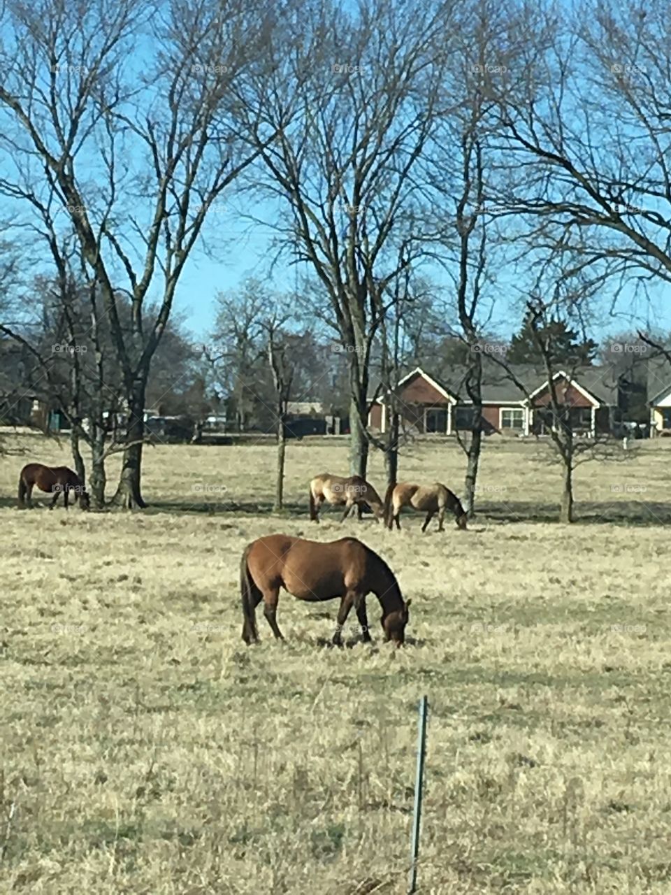 Love watching these horses when we drive by. Last year’s babies have grown up. Beautiful 