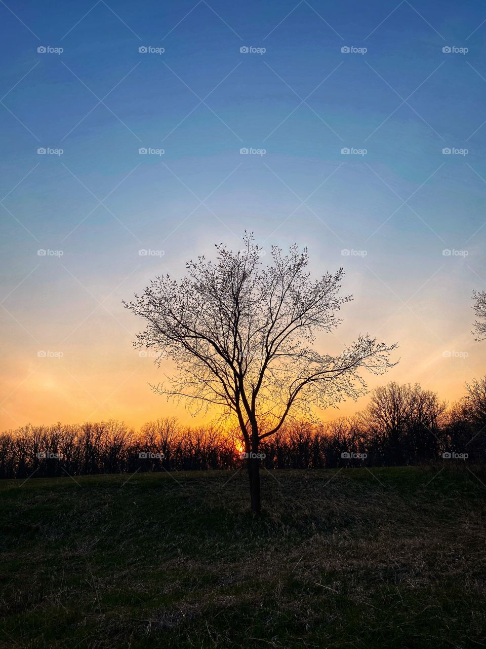 Lonely tree at sunset