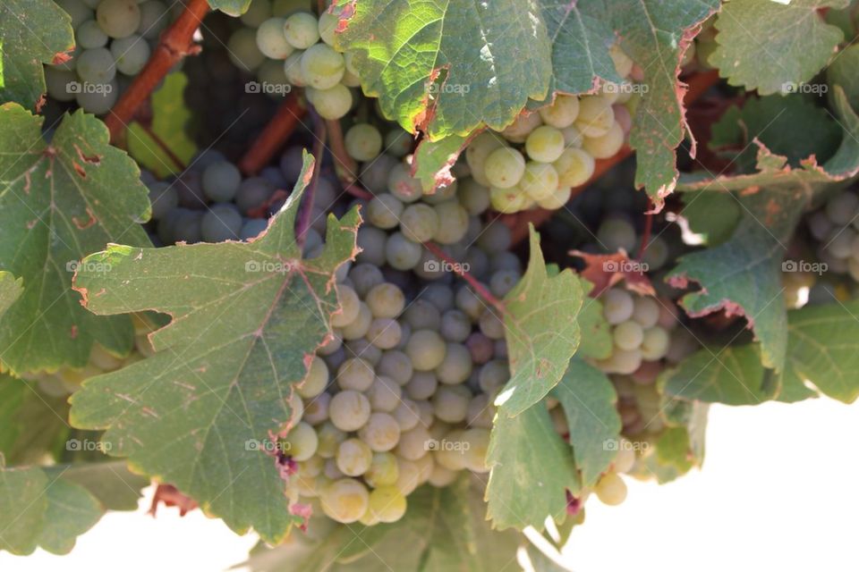 Vineyard Grapes