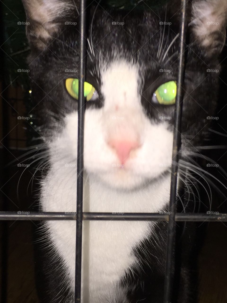 My cat Oreo up close with a metal cage
