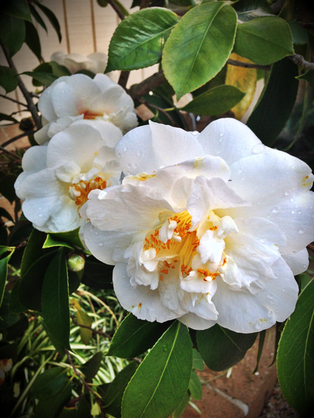 green nature flower white by itsAus