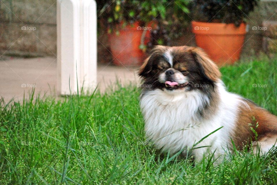 Pekingese dog smiling with eyes closed looking happy he's outside