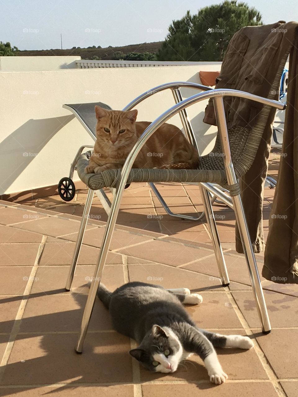 2 cats chilling with social distance 