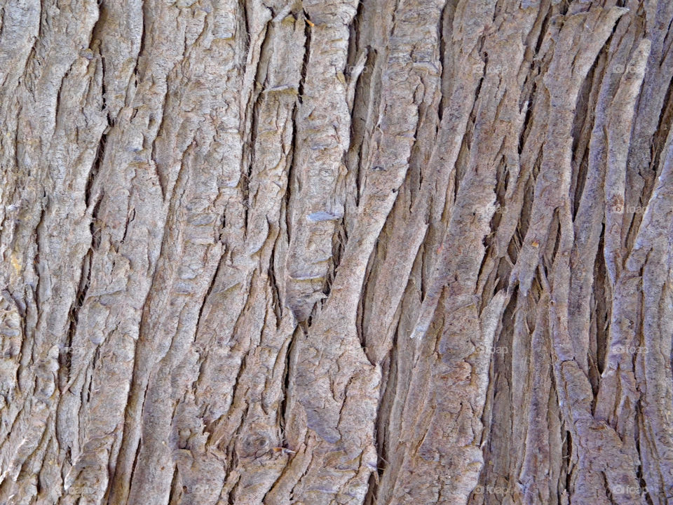 tree trunk texture