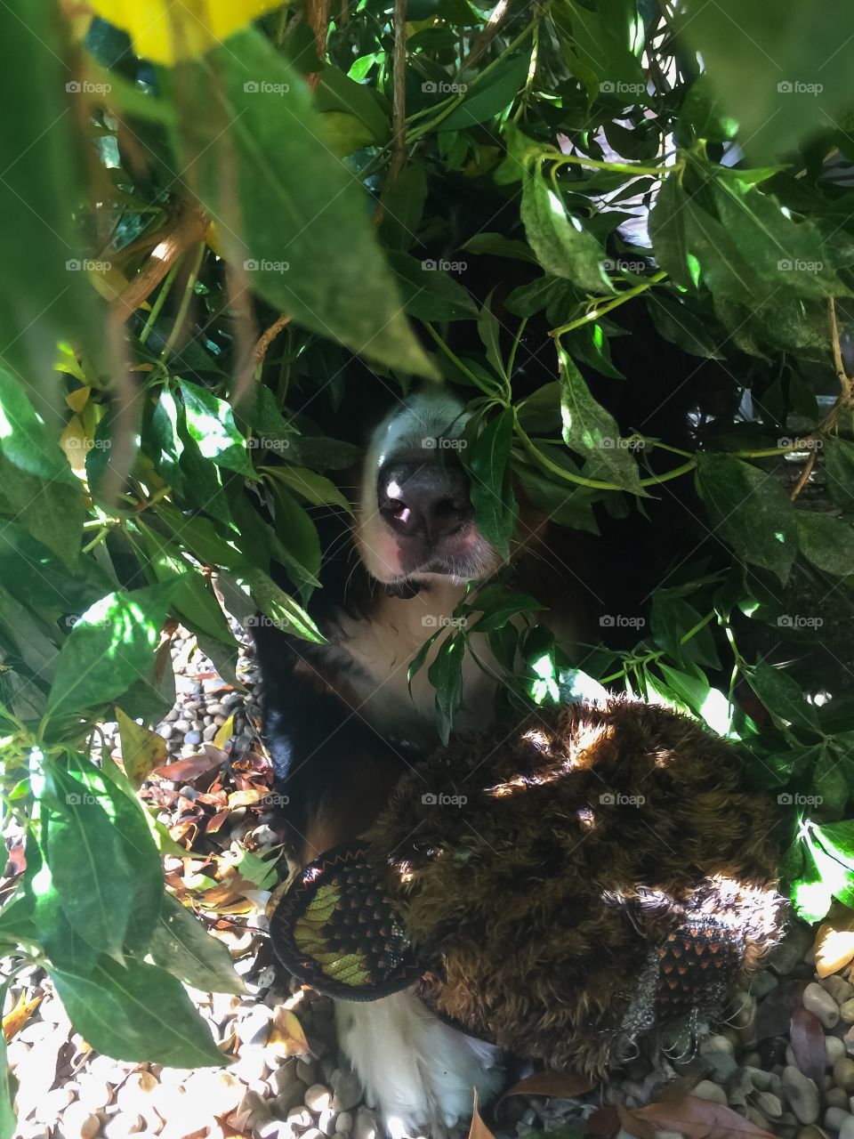 Bernese Mountain dog hiding with his owl under the bush