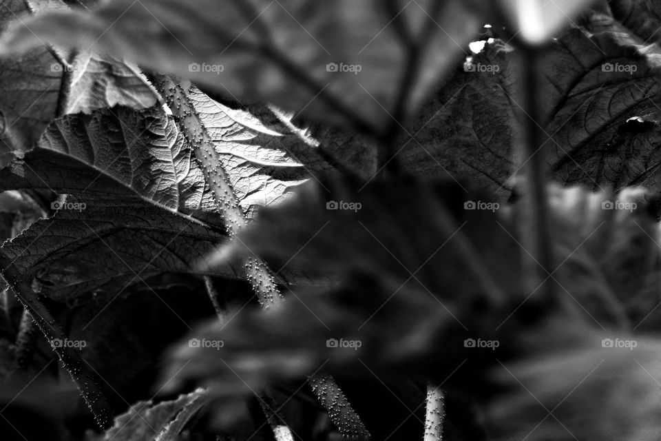 Thicket of the Chilean Rhubarb plant through which a ray of sunlight has made it and illuminates the texture of the leaf and stem