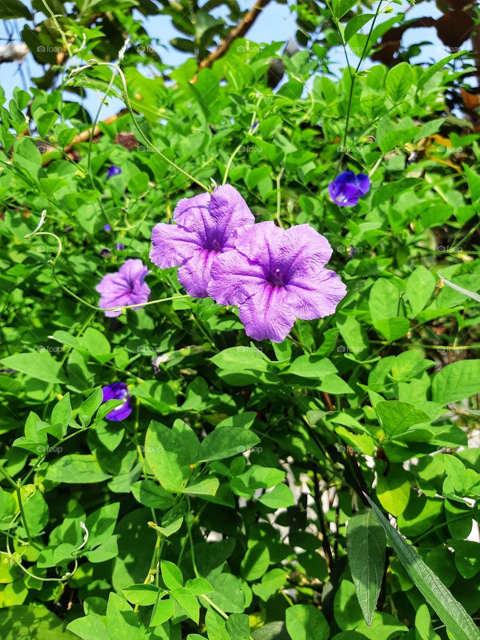 Close up beautiful color of blooming ruellia flower surrounded by green leaves in the garden