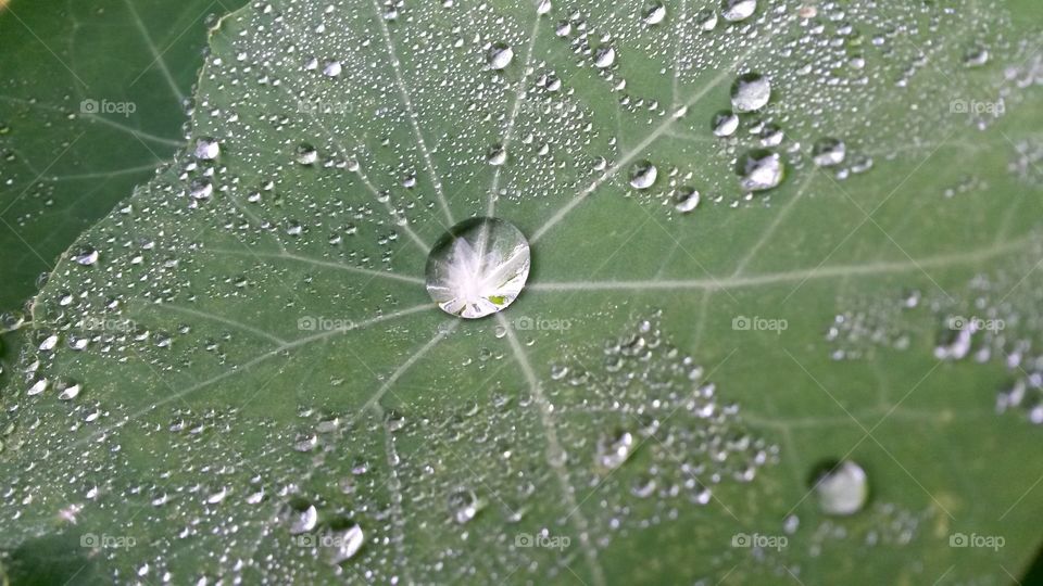 nasturtium dew. in the garden