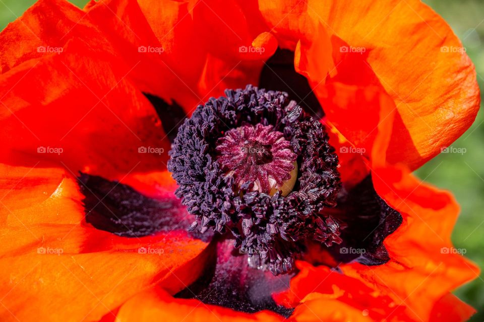 purple poppy seed head