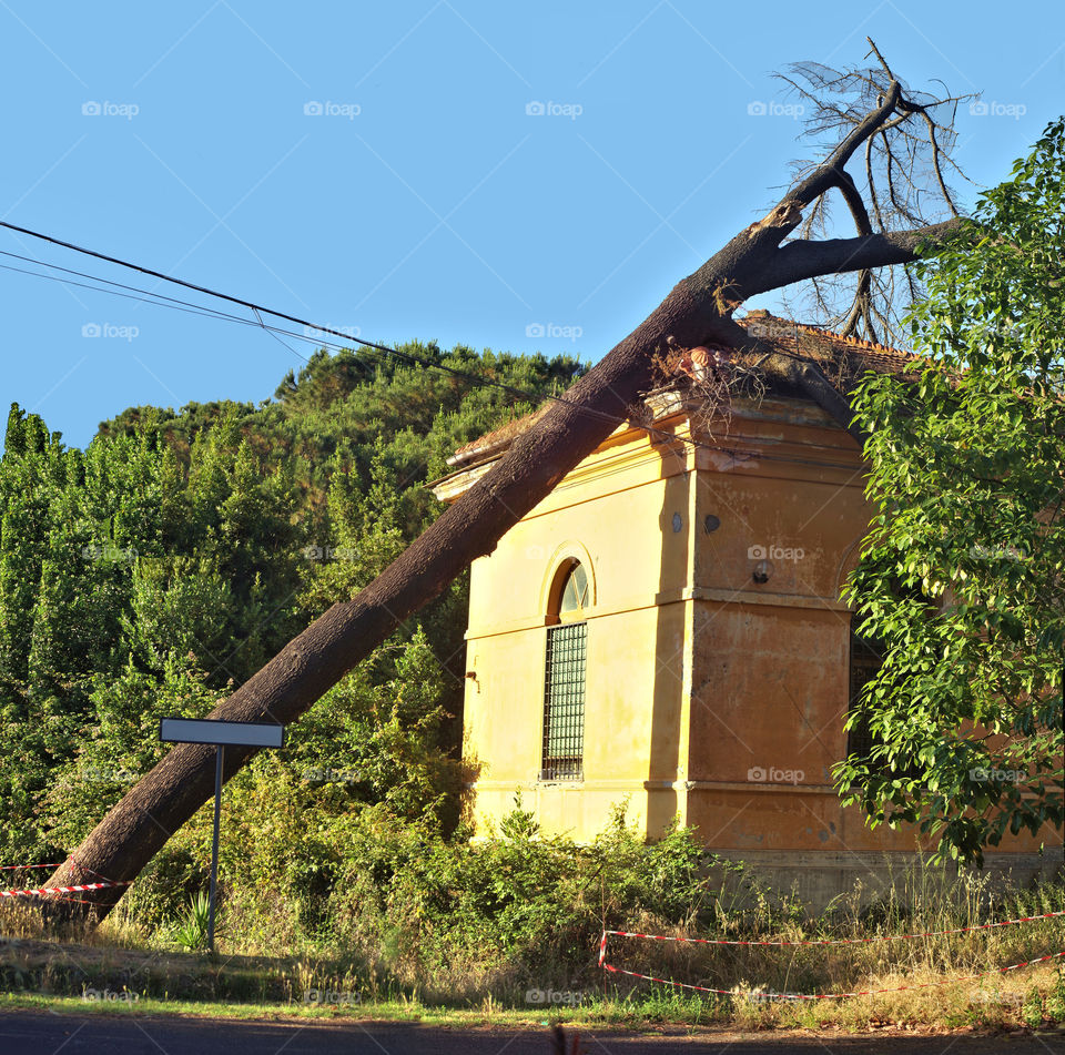 tree fallen on house