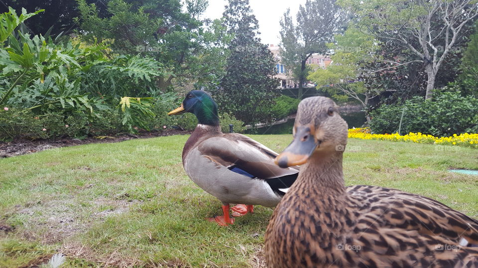 ducks