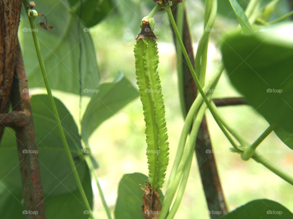 Winged bean on tree