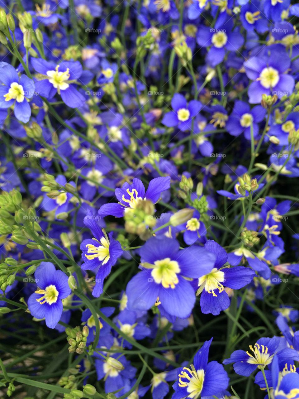 Small blue blossoms