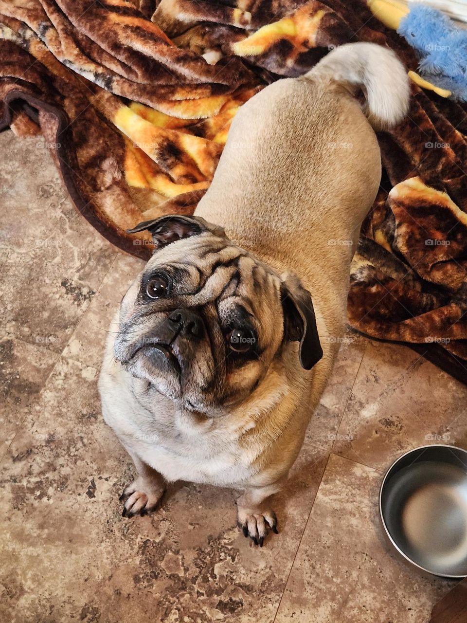 Hungry Pug