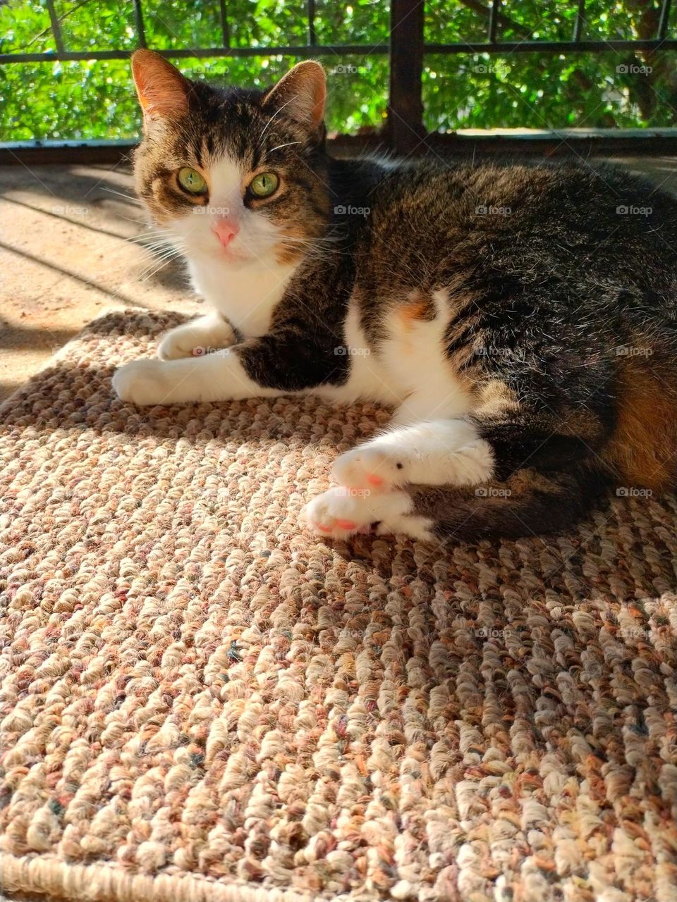 My sweet tabby cat is laying on a rug on the balcony and catching some sunrays. She is looking at camera.