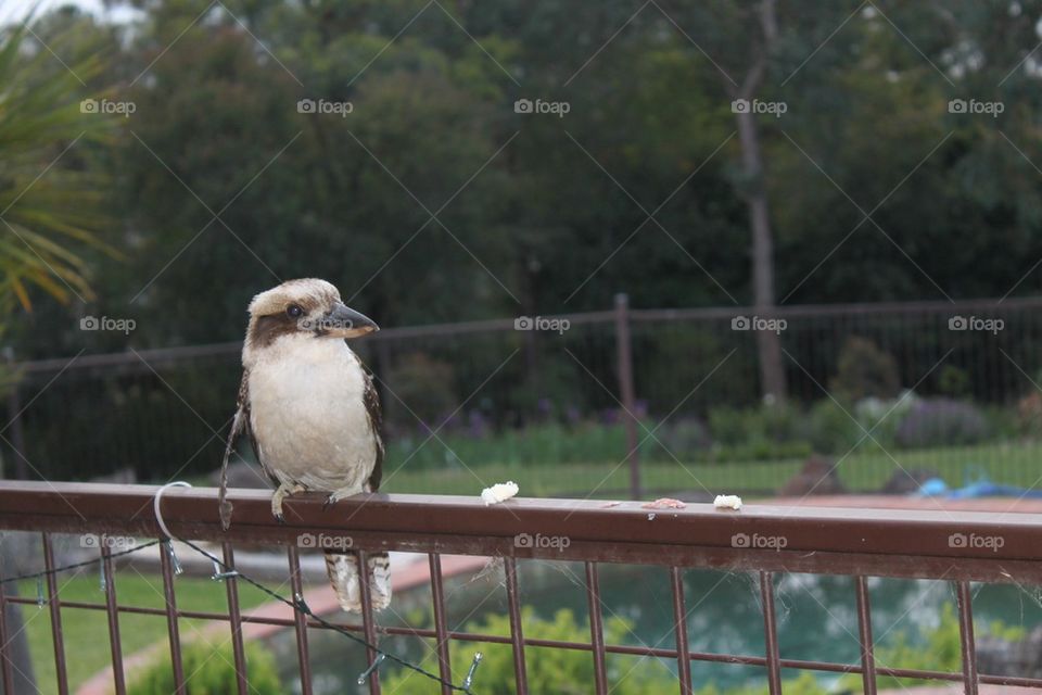 Kookaburra visitor