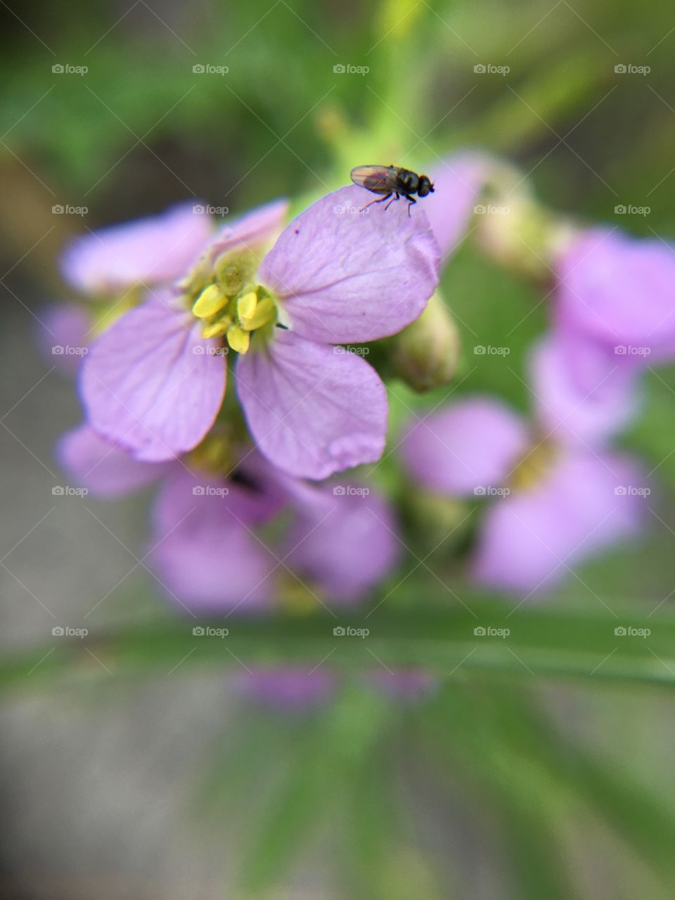 Fly on flower
